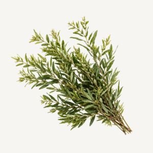 Amyris essential oil