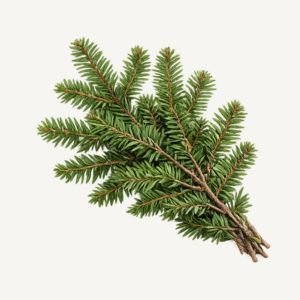 Balsam Fir essential oil