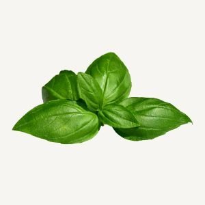 Basil
