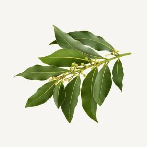 Bay Laurel