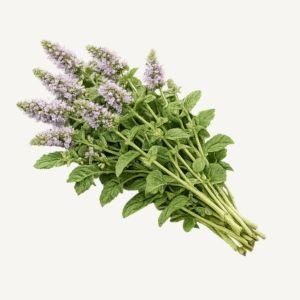 Bergamot Mint