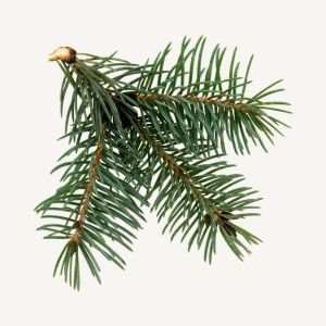 Black Spruce
