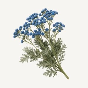 Blue Tansy