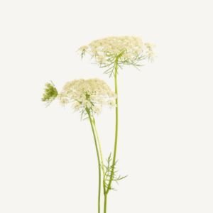 Carrot Seed