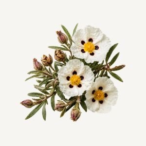 Cistus