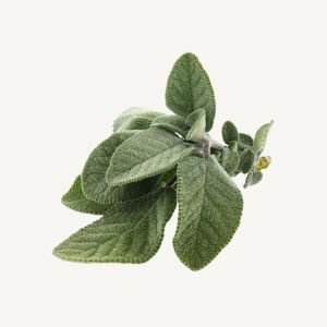 Clary Sage