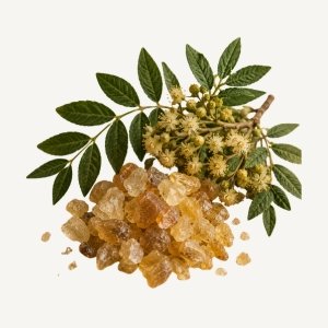 Elemi