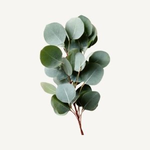 Eucalyptus