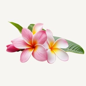 Frangipani