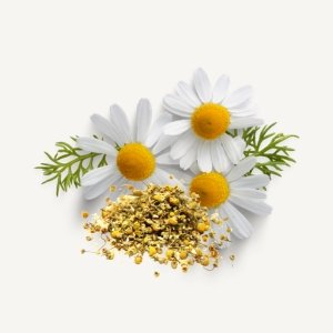 German Chamomile