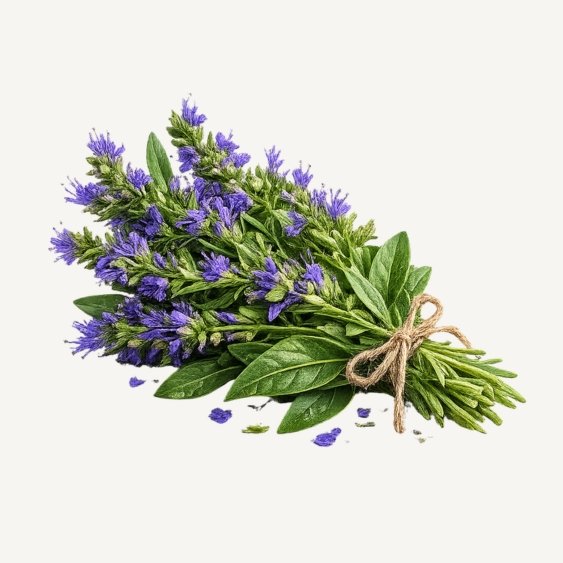 Hyssop