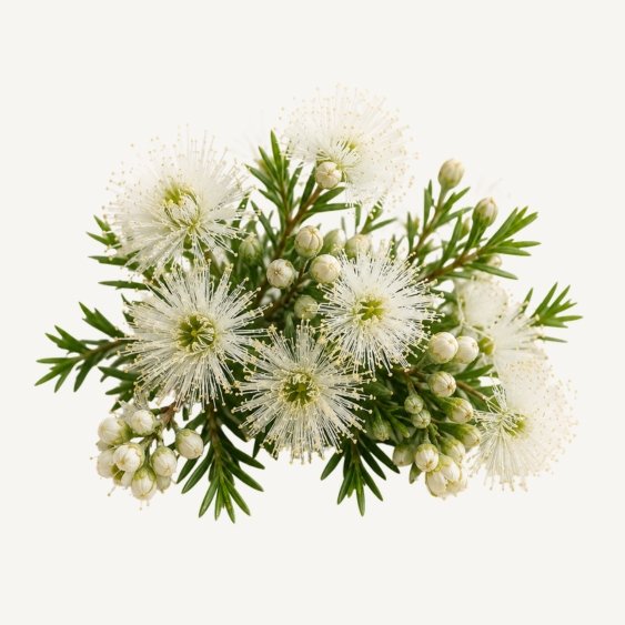 Kunzea
