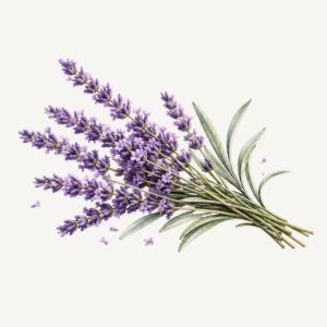 Lavender essential oil