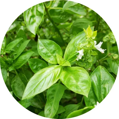 Basil — Living Libations