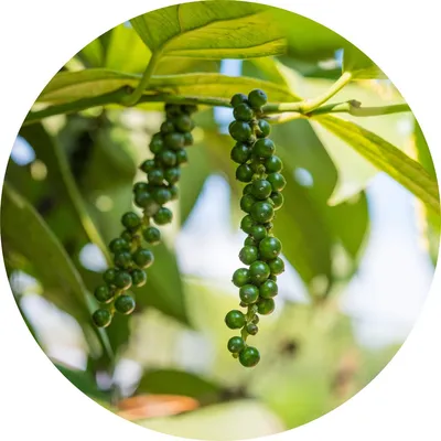 Black Pepper — Living Libations