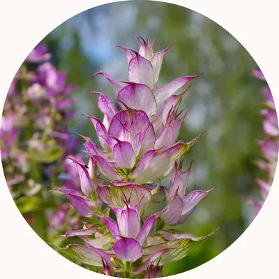 Clary Sage — Living Libations