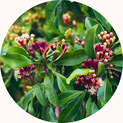 Clove Bud — Living Libations