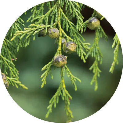Cypress — Living Libations
