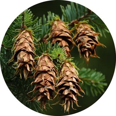 Douglas Fir Bark — Living Libations