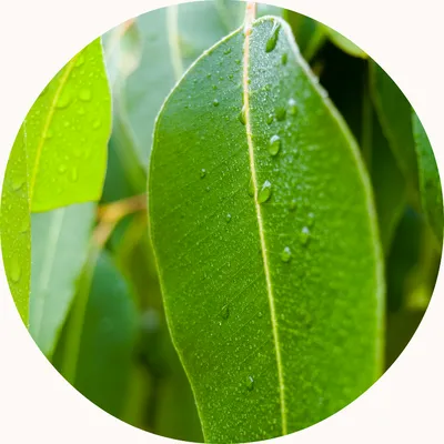 Eucalyptus — Living Libations