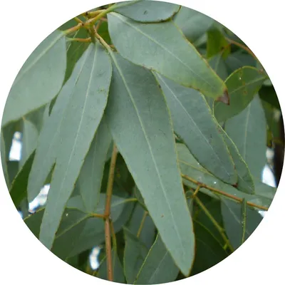 Eucalyptus Lemon Ironbark — Living Libations