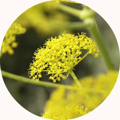 Fennel — Living Libations