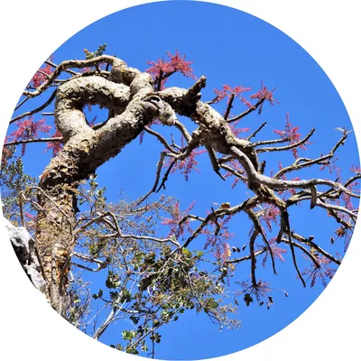 Rivae Frankincense — Living Libations