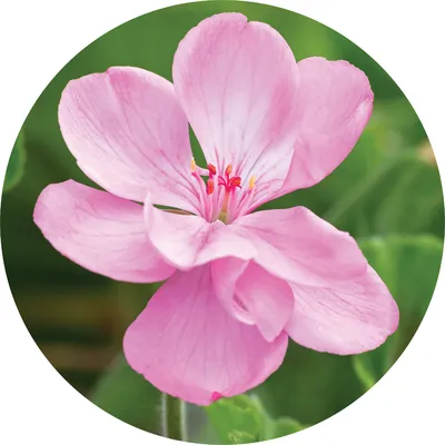 Geranium — Living Libations