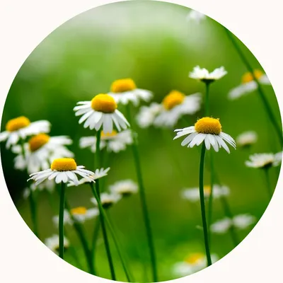 German Chamomile — Living Libations