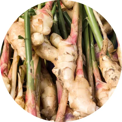 Ginger — Living Libations