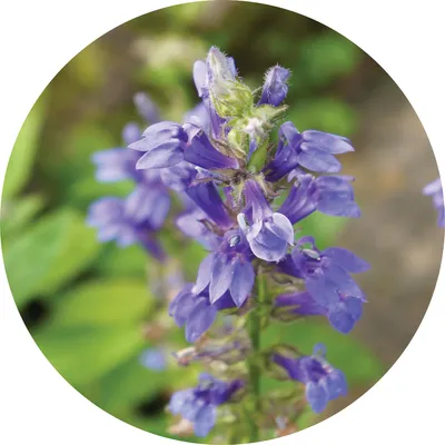 Hyssop — Living Libations