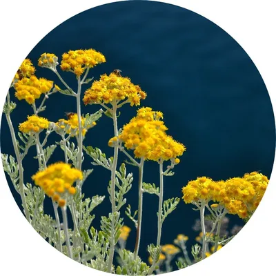 Immortelle — Living Libations