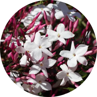 Jasmine Motia Attar — Living Libations