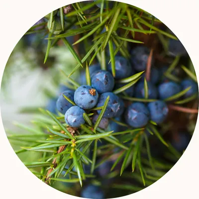 Juniper Berry — Living Libations