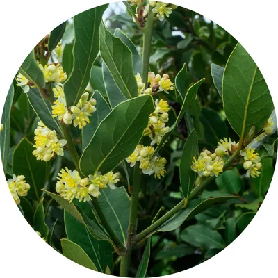 Laurel — Living Libations