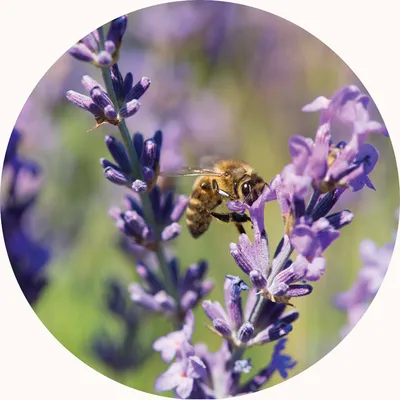 Lavender — Living Libations