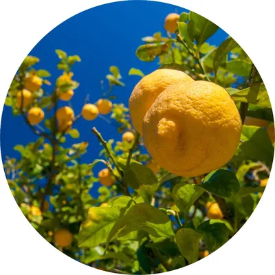 Lemon — Living Libations