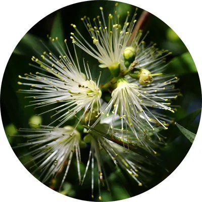 Lemon Myrtle — Living Libations