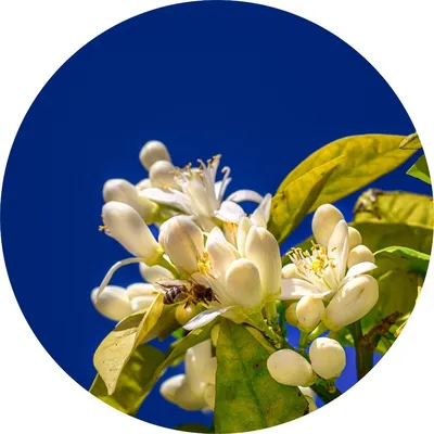 Lemon Petitgrain — Living Libations