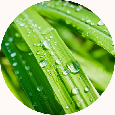 Lemongrass — Living Libations
