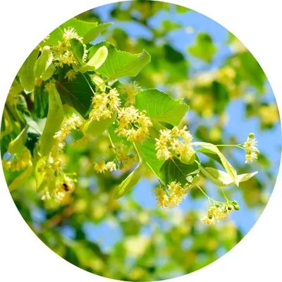 Linden Blossoms — Living Libations