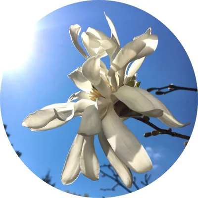 Magnolia Flower — Living Libations