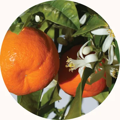 Mandarin — Living Libations