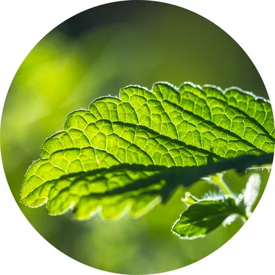 Melissa — Living Libations