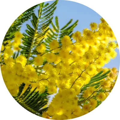 Mimosa — Living Libations