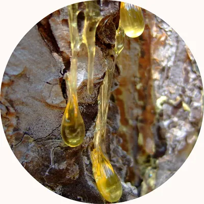 Myrrh — Living Libations