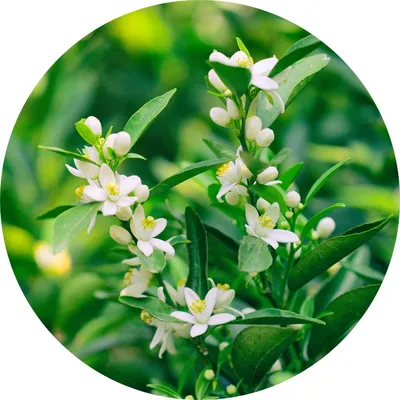 Neroli — Living Libations