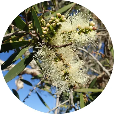 Niaouli — Living Libations