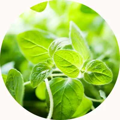 Oregano — Living Libations