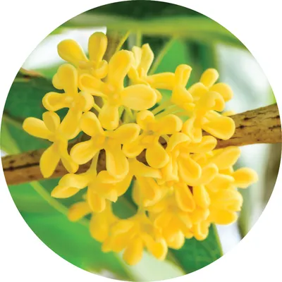 Osmanthus — Living Libations